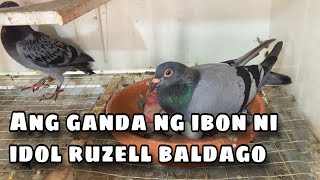 ANG GANDA NG IBON NI IDOL RUZELL BALDAGO Reggie Cruz Loft amp Aviary reggiecruzloftandaviary [upl. by Faunia472]