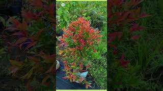 syzygium plant  plantinfo [upl. by Massey344]