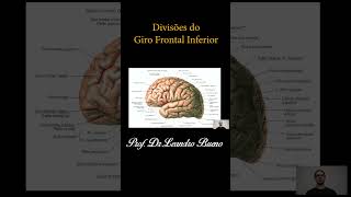 Os 5 Lobos do Telencéfalo  Neuroanatomia  Anatomia Humana [upl. by Newman]