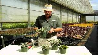 Succulent Agave Care Instructionsavi [upl. by Rovert]