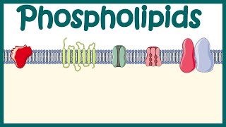 Phospholipids  Structure amp function  distribution and effect on cellular physiology [upl. by Narmak33]