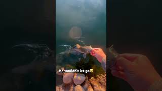 He latched on😭 fypシ゚viral fyp shorts shortvideo short funny fishing respect viralvideo [upl. by Neeham740]