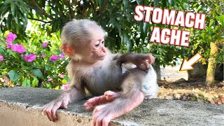 Cupid Monkey screams for help from Mom when diaper is full [upl. by Aramaj]