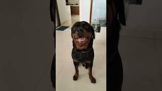 Hearing test passed comedyfilms doglover funny pets dogs love [upl. by Lednor118]