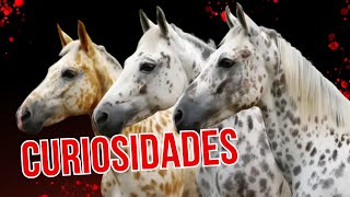 7 Curiosidades Sorprendentes de los Caballos Appaloosa que Probablemente No Sabías [upl. by Dymoke]