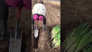 The process of planting onions in a deep hole [upl. by Ahsyad]