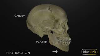 Protrusion and Retraction of the Mandible [upl. by Janeen923]