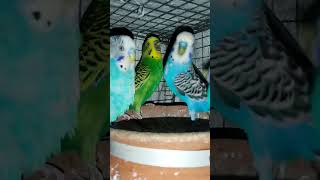 Tinkur vut cartoon pakirgolpo shortvideo shorts birds cartoon banglacartoon [upl. by Seel]