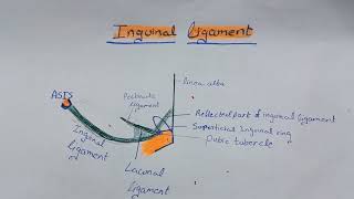 Fascia Transversalis and Inguinal ligament [upl. by Greene]