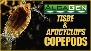 AlgaGen Copepods  ReefPODS and Apocyclops What YOU Need to Know [upl. by Riehl]