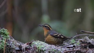 A VARIED THRUSH INTERACTS WITH A SQUIRREL [upl. by Ciccia]