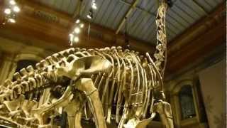 WORLD RECORD The tallest Dinosaur skeleton [upl. by Esinart667]