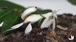 La mante orchidée hymenopus coronatus  Truffaut [upl. by Laynad]