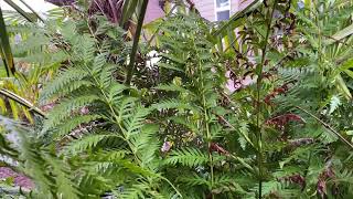 The largest fern in North America Giant Chain fern [upl. by Files]