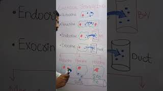 CHEMICAL SIGNALLING paracrineautocrineholocrinemerocrineapocrine [upl. by Queenie]