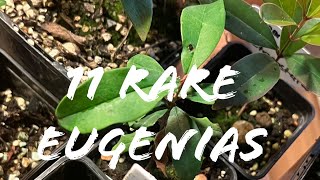 11 rare Eugenias [upl. by Lhary]