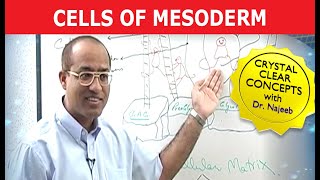 Cells of Mesoderm  Mesenchyme  Funny Clip 😄 [upl. by Joachim]