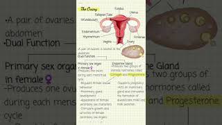 The Ovary shorts [upl. by Korwin36]