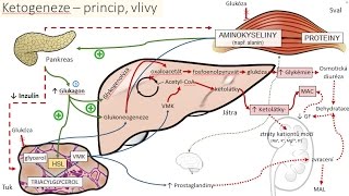 Skoro vše o diabetické ketoacidóze [upl. by Barron646]