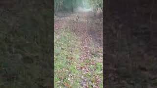 Sortie du 041124 chasse au chevreuil avec 17chien nhésiter pas a partager et mettre un jaime 👍👍👍 [upl. by Eiramlatsyrk]