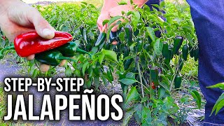 How to Grow Loads of Jalapeños at Home Easily Seed to Harvest [upl. by Valery]