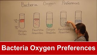 Bacteria Oxygen Requirements [upl. by Digdirb885]