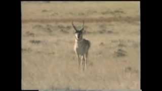 How To Call Antelope featuring The quotAntelope Talkquot Call [upl. by Ailaht]