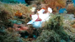 Rare Video of Clown Frogfish Captured by Underwater Diver [upl. by Callery]