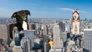 Mishka the Talking Husky Saves NYC [upl. by Gibbs973]