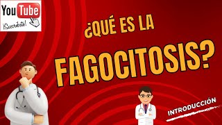 18 ¿Qué es la fagocitosis Curso básico [upl. by Akiehsat]