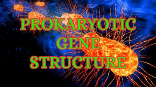 PROKARYOTIC GENE STRUCTURE [upl. by Diba824]