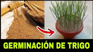 cómo germinar semillas de trigo  tips infalible [upl. by Aileen]