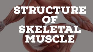 structure of skeletal muscle [upl. by Ycat]