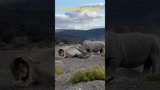 Lions vs Rhinos A Battle for Survivalwildlife viralvideo shortsfeed shortvideo lion safari [upl. by Ylnevaeh]