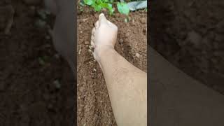 Planting Coriander Seeds garden kitchengarden dhaniya [upl. by Inami]