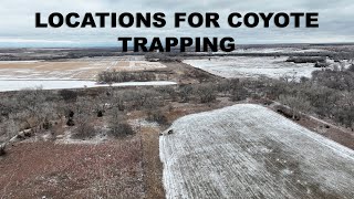 Choosing Locations for Coyote Trapping  The Management Advantage [upl. by Selohcin]