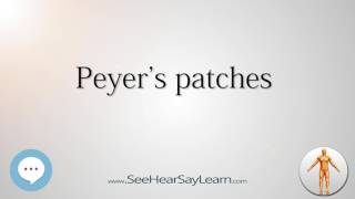 Peyers patches Anatomy Named After People 🔊 [upl. by Suzan]