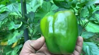 This is how a bell pepper tree must produce 4 stages Bell Pepper Plant Care Tips [upl. by Madel468]