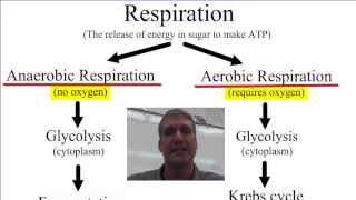 Anaerobic vs Aerobic Respiration [upl. by Ellenar251]