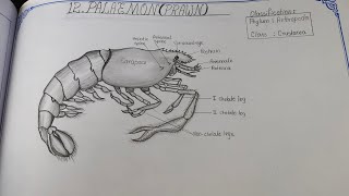 Drawing PRAWN PALAEMON in easy steps [upl. by Lash384]