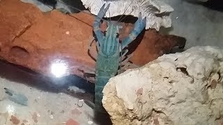 how to know that your yabby is about to molt [upl. by Scevour]