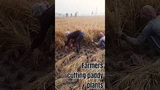 Farmers cutting paddy plantsAmazing World Views [upl. by Hutchings]