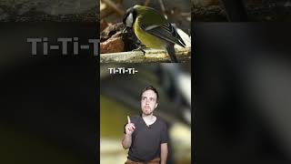 Jobserve 👀 et jécoute 👂 la mésange charbonnière birds birdslover animals [upl. by Bertina591]