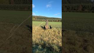 Driven Shooting with Labrador Retriever Gundogs pegdog shotgun [upl. by Shore]