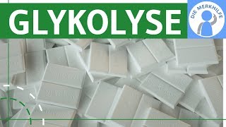 Glykolyse einfach erklärt  Ablauf Phasen Eigenschaften  Stoffwechsel amp Stoffabbau  Zellatmung [upl. by Amhser]