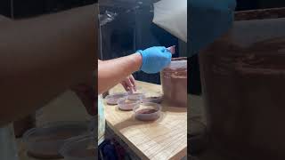 Adding Clay to Your Springtail Culture Containers Collembola or Folsomia candida [upl. by Kellda]