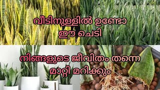 തീർച്ചയായും ഇത് നിങ്ങൾ അറിഞ്ഞിരിക്കണം snake plant care in Malayalam [upl. by Hpesojnhoj]