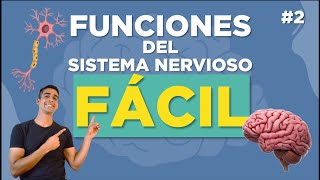 FUNCIONES del SISTEMA NERVIOSO 🧠  Explicado FACIL [upl. by Hafinah]