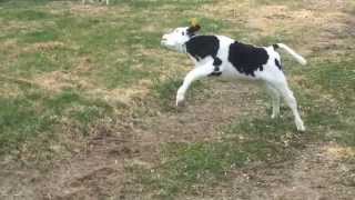 Calves frolicking on the first day out of the barn [upl. by Rezal133]