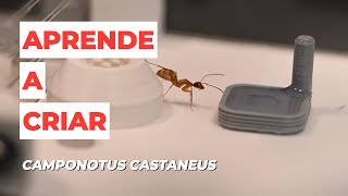 CAMPONOTUS CASTANEUS Secretos y Curiosidades de una Especie Fascinante 🐜 [upl. by Aliam]